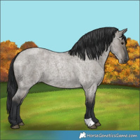 Horse Color:Grullo Roan