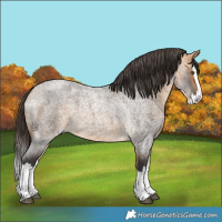 Horse Color:Buckskin Roan Splash