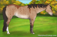 Horse Color:Bay Dun Brindle 