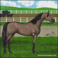Horse Color:Liver Red Dun Rabicano