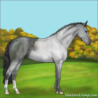 Horse Color:Blue Roan 