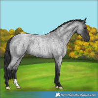 Horse Color:Blue Roan 