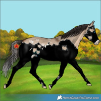 Horse Color:Bay Dun Splash 