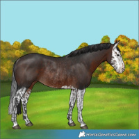 Horse Color:Brown Rabicano and Brown Splash Rabicano