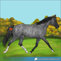 Horse Color:Blue Roan Rabicano 