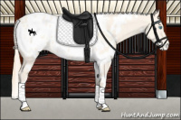 Horse Color:White Spotted Perlino Dun Appaloosa