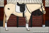 Horse Color:Buckskin Dun Appaloosa 