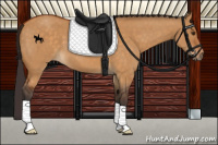 Horse Color:Buckskin Dun