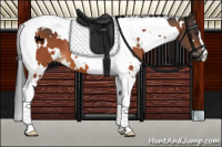 Horse Color:White Spotted Brown Tobiano 