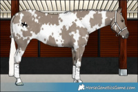 Horse Color:White Spotted Silver Smoky Grullo 