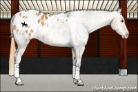Horse Color:White Spotted Buckskin Dun Blanket 