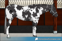 Horse Color:White Spotted Smoky Black 