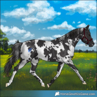 Horse Color:White Spotted Smoky Black 