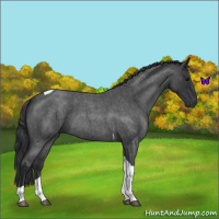 Horse Color:Blue Roan Tobiano 