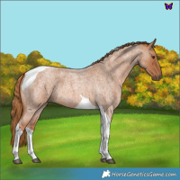 Horse Color:Red Roan Tobiano 