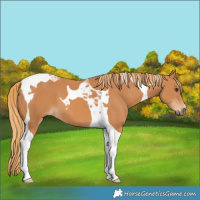 Horse Color:Chestnut Tobiano