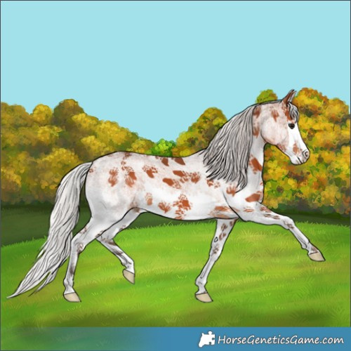 Horse Color:White Spotted Silver Brown Splash 