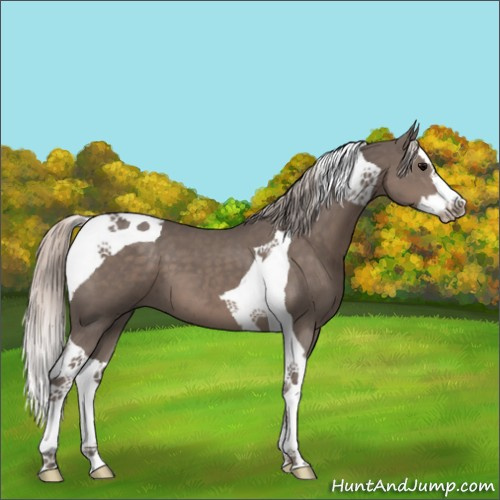Horse Color:Silver Black Splash Tobiano 
