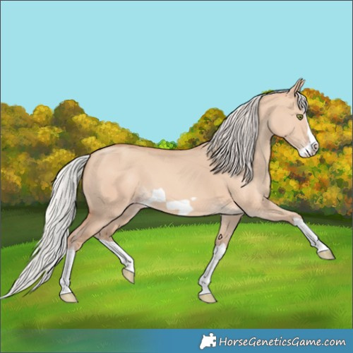 Horse Color:Silver Sable Champagne Dun Splash Frame 