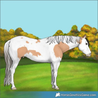 Horse Color:Bay Dun Splash Tobiano 