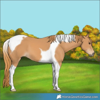 Horse Color:Chestnut Tobiano