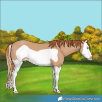 Horse Color:Red Dun Splash Frame 