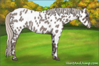 Horse Color:Silver Blue Roan Appaloosa 