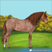 Horse Color:Red Roan