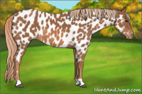 Horse Color:Chestnut Appaloosa 