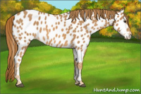 Horse Color:Chestnut Appaloosa 