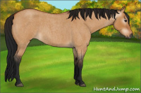 Horse Color:Gray Bay Roan Dun