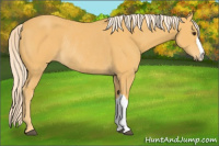 Horse Color:Palomino Rabicano