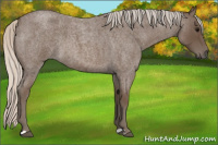 Horse Color:Silver Blue Roan
