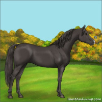 Horse Color:Smoky Black 
