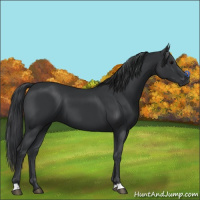 Horse Color:Black 