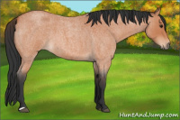 Horse Color:Bay Roan 