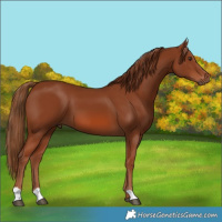 Horse Color:Chestnut 
