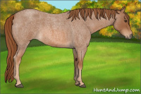 Horse Color:Red Roan