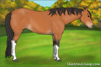Horse Color:Bay 