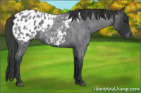 Horse Color:Blue Roan Near Leopard 