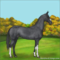Horse Color:Black Appaloosa Rabicano 