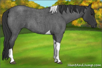 Horse Color:Blue Roan Tobiano