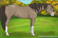 Horse Color:Classic Champagne Splash 