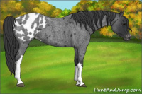 Horse Color:Blue Roan Appaloosa