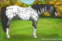 Horse Color:Blue Roan Appaloosa 