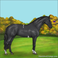 Horse Color:Blue Roan Tobiano 