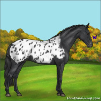 Horse Color:Blue Roan Near Leopard 
