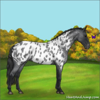 Horse Color:Blue Roan Near Leopard 