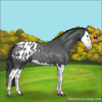 Horse Color:Blue Roan Splash Appaloosa 