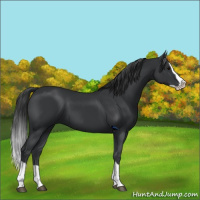 Horse Color:Black Splash